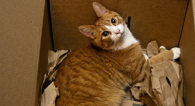Why Do Cats Love Boxes? Why Do Cats Love Boxes?