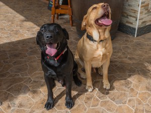 Thinking about introducing another pet to your home? Thinking about introducing another pet to your home?