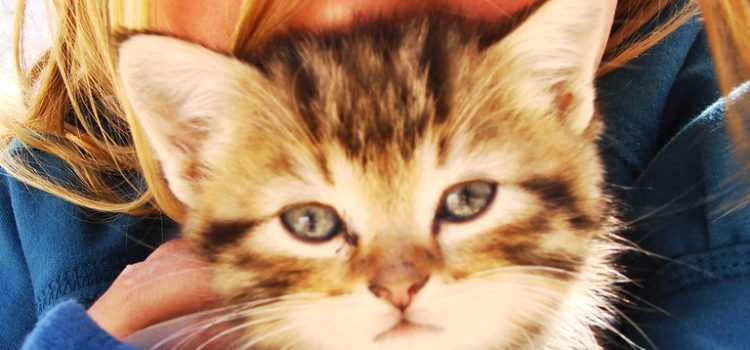 How Pets Help Children with Autism How Pets Help Children with Autism