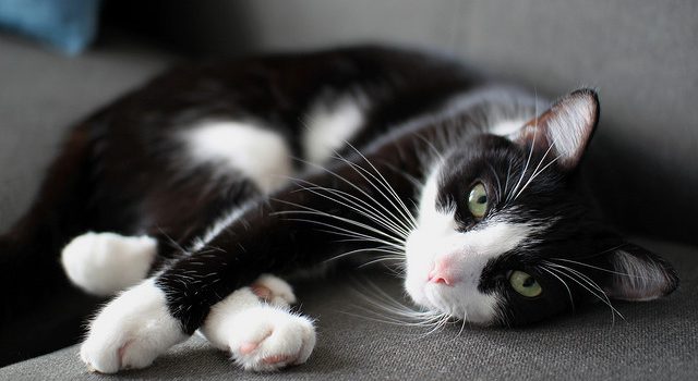 How to Get Rid of Pet Hair around Your House How to Get Rid of Pet Hair around Your House