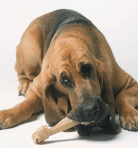 Three Natural Ways to Get Rid of Dog Tartar Three Natural Ways to Get Rid of Dog Tartar