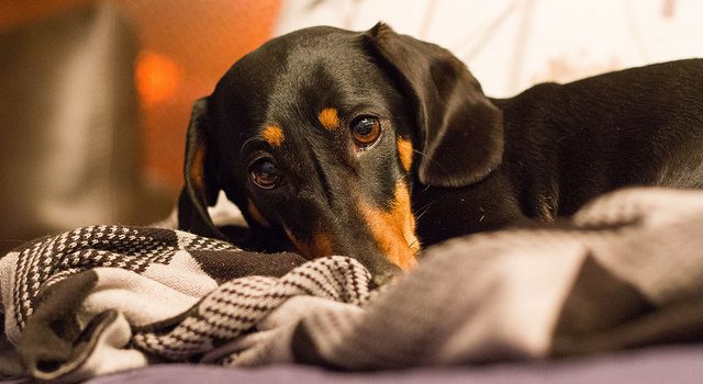 Don't Poison Your Pet! Look Out for These Common Household Items Don't Poison Your Pet! Look Out for These Common Household Items