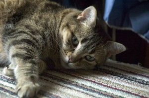 Cats that Spray Cats that Spray