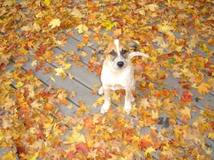 Preparing Pets for Fall Preparing Pets for Fall