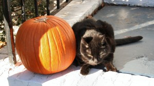 Fact or Fiction? Black Cats on Halloween Fact or Fiction? Black Cats on Halloween