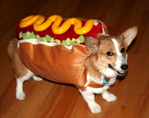 Halloween Costume Safety for your Pets Halloween Costume Safety for your Pets