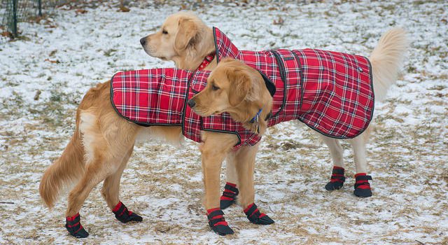 How to Know if Your Pet Needs Winter Gear How to Know if Your Pet Needs Winter Gear