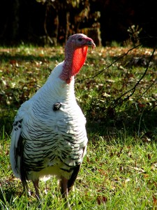 Turkey fun facts! Turkey fun facts!