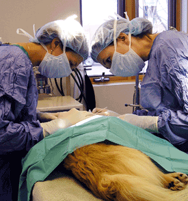 Caring For Pets After Pet Surgery Caring For Pets After Pet Surgery