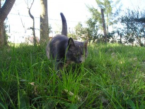 Cat Enclosures Offer Outdoor Access with Indoor Safety Cat Enclosures Offer Outdoor Access with Indoor Safety